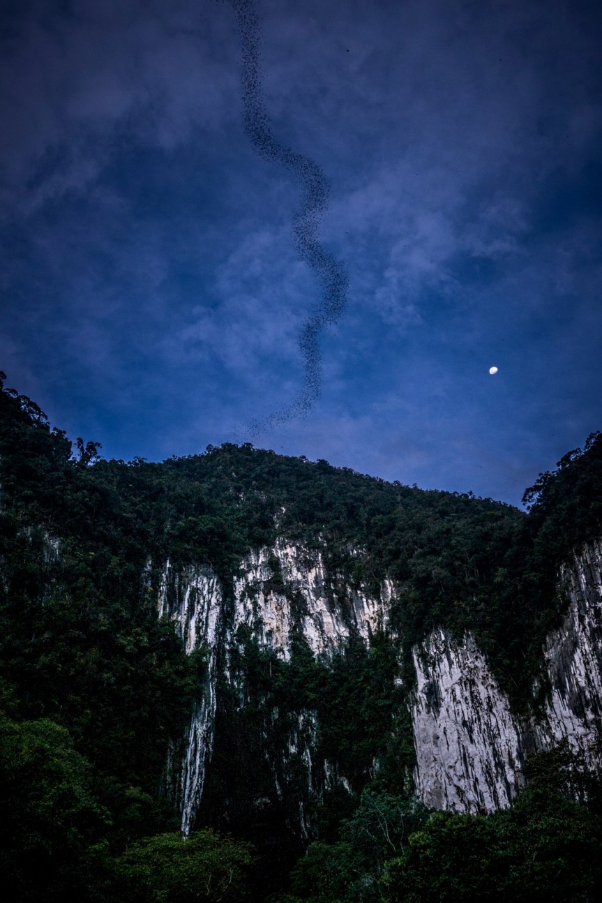 Mulu National Park, Borneo; May&nbsp;2017