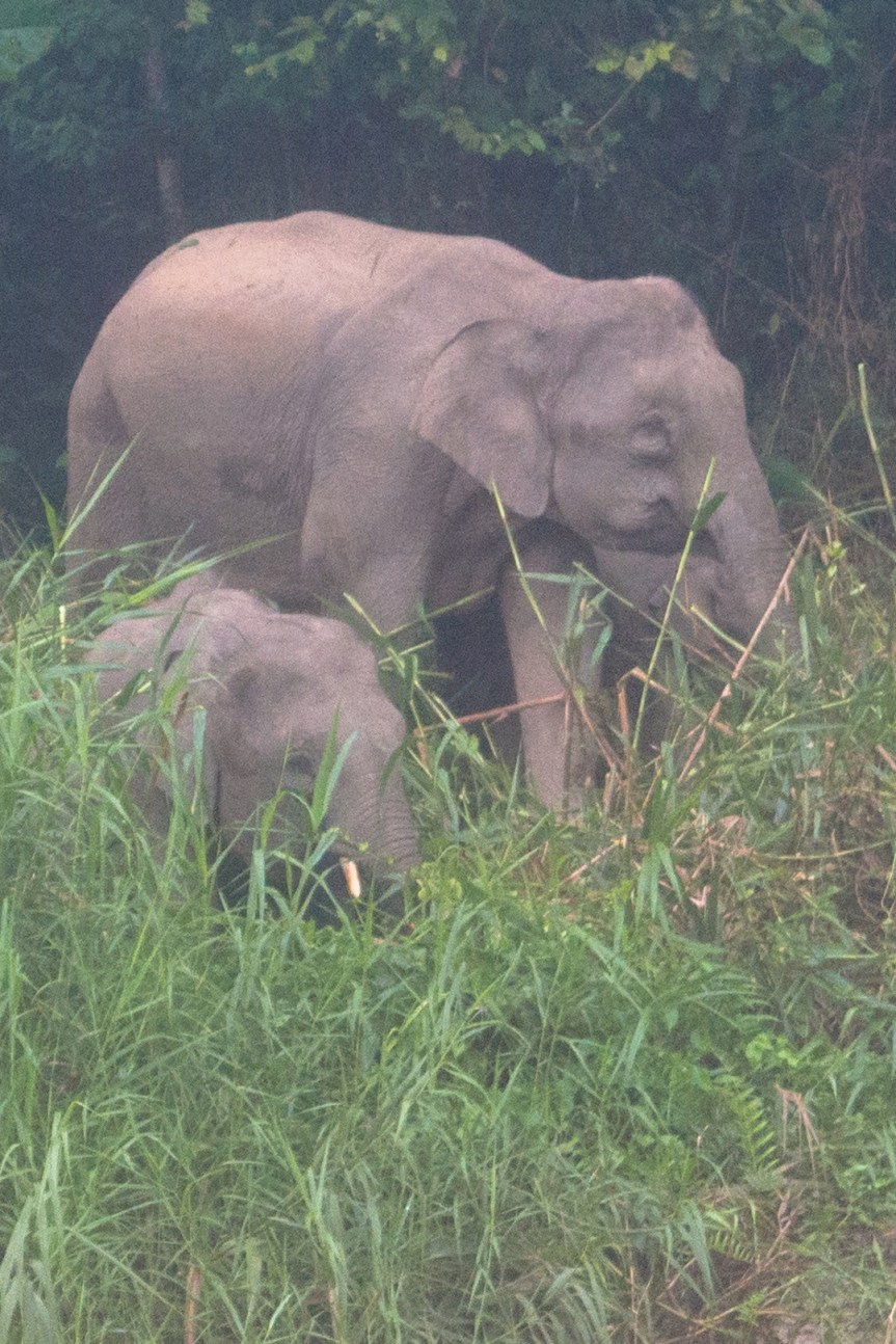 Kinabatangan River, Borneo; May&nbsp;2017